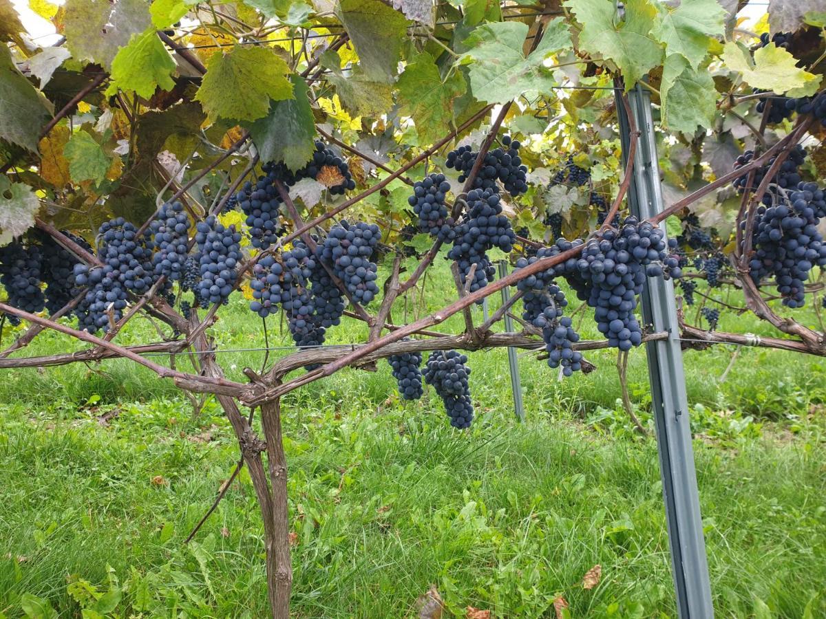 Fantastic View Vineyard Beskid Mountains Apartment Gruszow (Lesser Poland)